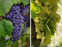 Früchte der Weinrebe (Weintrauben)