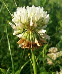 Weißklee (Trifolium repens)