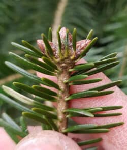 Weiß-Tanne (Abies alba)