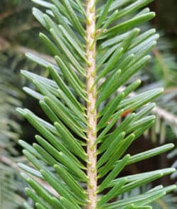 Weiß-Tanne (Abies alba)