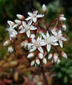 Weiße Fetthenne (Sedum album)