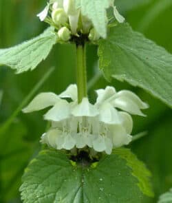 Weiße Taubnessel (Lamium album)