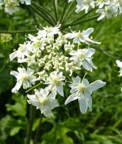 Wiesen-Bärenklau (Heracleum sphondylium)