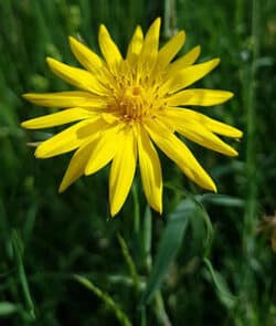 Wiesen-Bocksbart (Tragopogon pratensis)