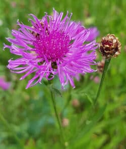 Wiesen-Flockenblume (Centaurea jacea)