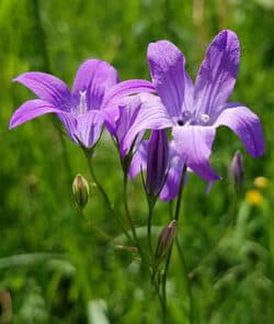 Wiesen-Glockenblume (Campanula patula)