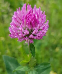 Wiesenklee (Trifolium pratense)