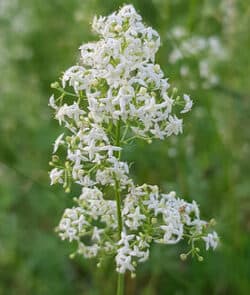 Wiesen-Labkraut (Galium mollugo)