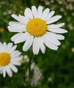 Wiesen-Margerite (Leucanthemum vulgare)