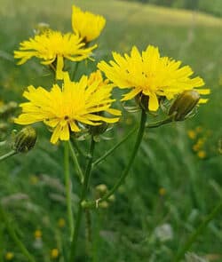 Wiesen-Pippau (Crepis biennis)