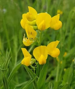 Wiesen-Platterbse (Lathyrus pratensis)