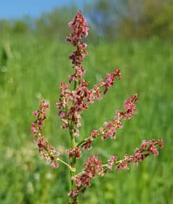 Wiesen-Sauerampfer (Rumex acetosa)