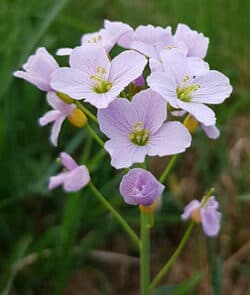 Wiesen-Schaumkraut (Cardamine pratensis)