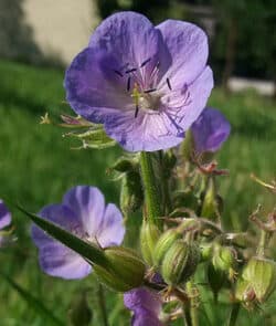 Wiesen-Storchschnabel (Geranium pratense)