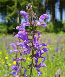 Wiesensalbei (Salvia pratensis)