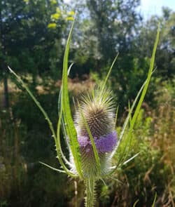 Wilde Karde (Dipsacus fullonum)