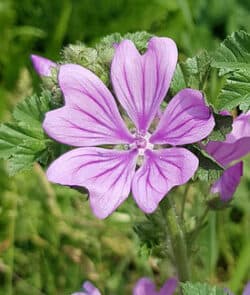 Wilde Malve (Malva sylvestris)