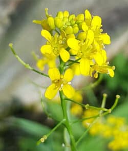 Wilde Sumpfkresse (Rorippa sylvestris)