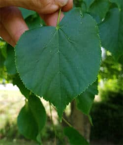 Winterlinde (Tilia cordata)