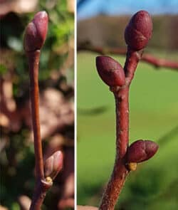 Winder- & Sommerlinde (Tilia)