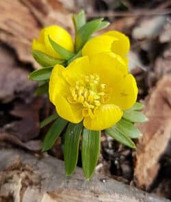 Winterling (Eranthis hyemalis)