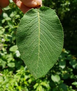 Wolliger Schneeball (Viburnum lantana) 