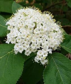 Wolliger Schneeball (Viburnum lantana)