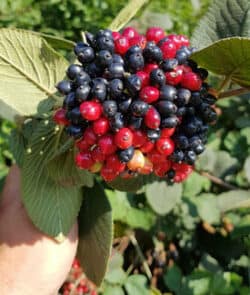 Wolliger Schneeball (Viburnum lantana)