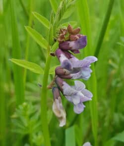 Zaun-Wicke (Vicia sepium)