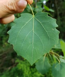 Zitterpappel (Populus tremula)