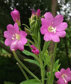 Zottige Weidenröschen (Epilobium hirsutum)