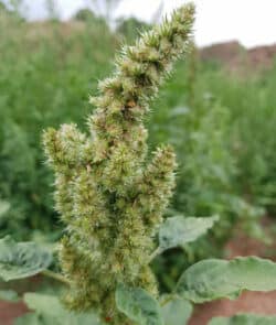 Zurückgebogener Amarant (Amaranthus retroflexus)