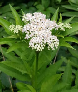 Zwergholunder oder Attich (Sambucus ebulus)