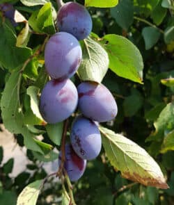 Echte Zwetschge (Prunus domestica subsp. domestica)