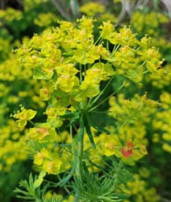 Zypressen-Wolfsmilch (Euphorbia cyparissias)