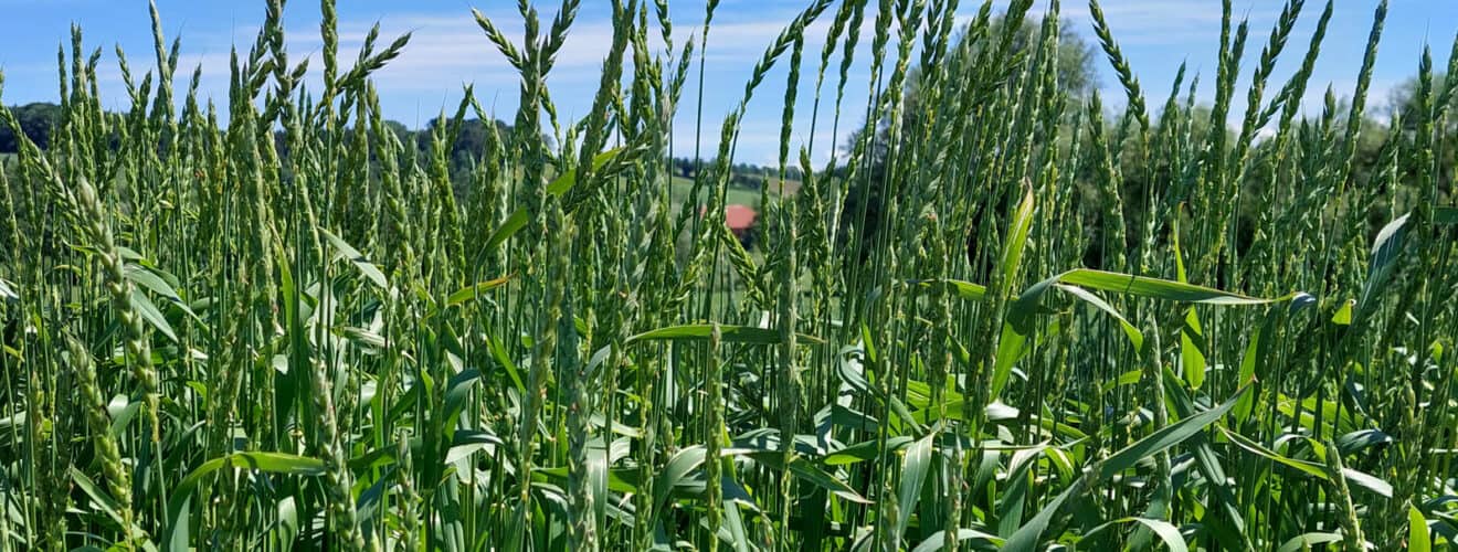 Dinkel (Triticum aestivum)