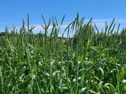 Dinkel (Triticum aestivum)