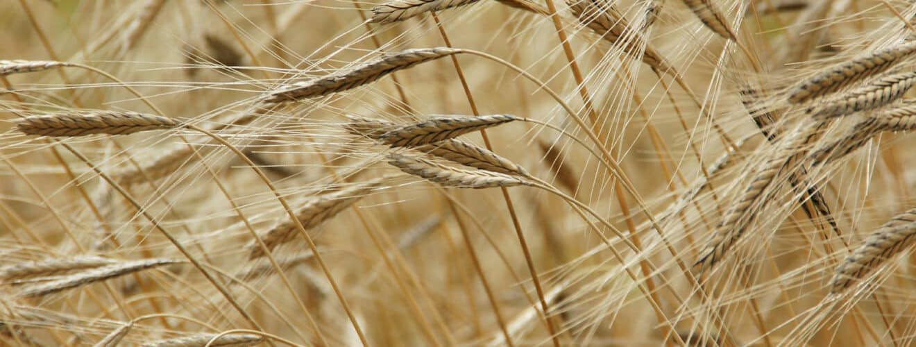 Einkorn (Triticum monococcum)