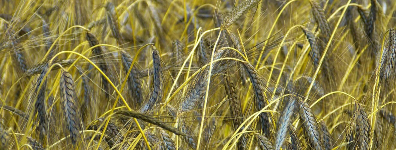 Emmer (Triticum dicoccum)