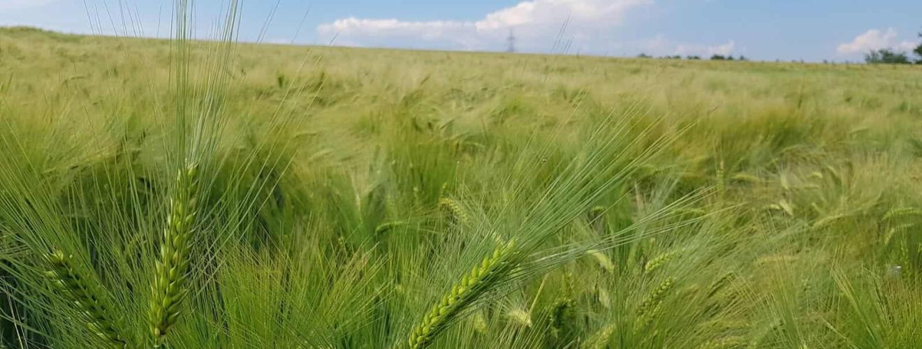 Gerste (Hordeum vulgare)