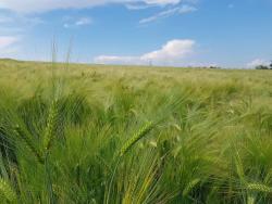 Gerste (Hordeum vulgare)