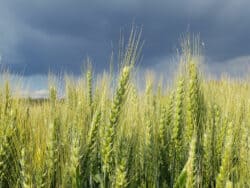 Hartweizen (Triticum durum)