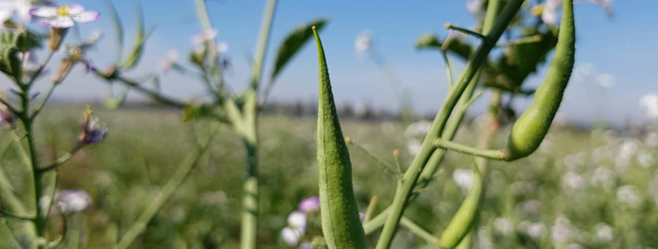 Ölrettich (Raphanus sativus)