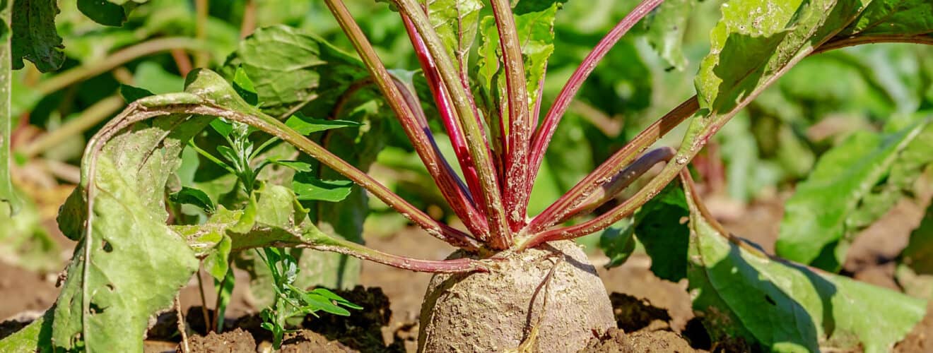 Rote Bete (Beta vulgaris)