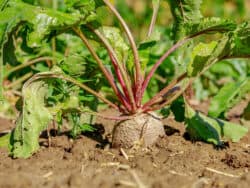 Rote Bete (Beta vulgaris)