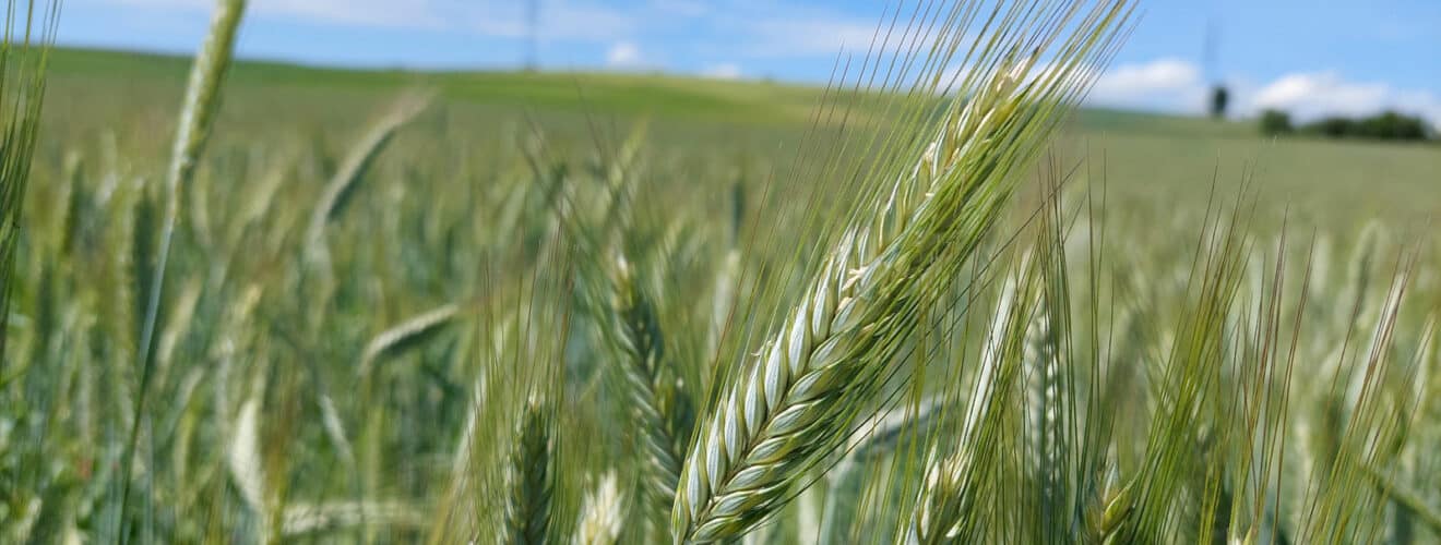 Triticale (Triticale)