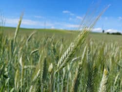 Triticale (Triticale)