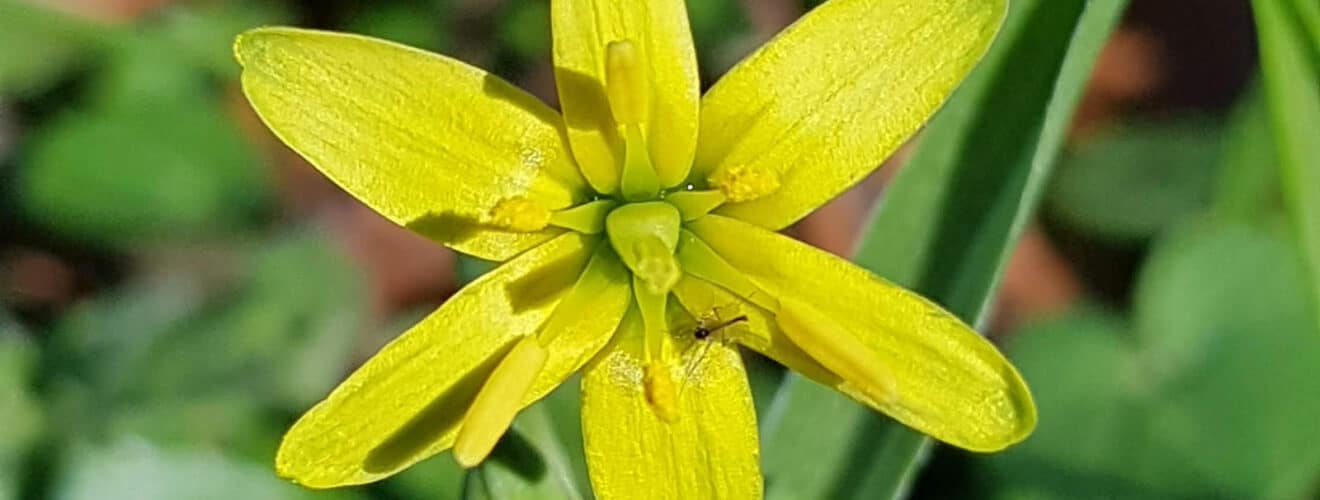 Gewöhnlicher-Gelbstern (Gagea lutea)