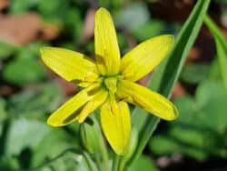 Gewöhnlicher-Gelbstern (Gagea lutea)