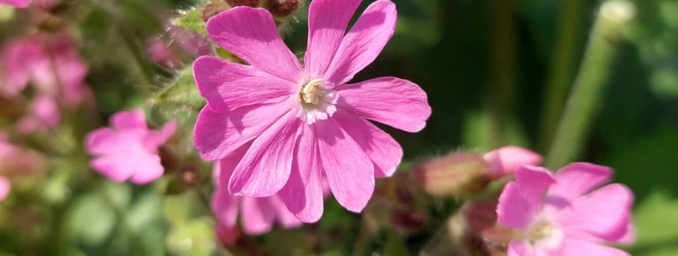 Rote Lichtnelke (Silene dioica)